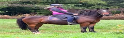 Irish Cob horses for sale: 13.2 mothers dream all rounder  - Advert 1