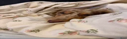 Miniature Dachshund dogs for stud: KC Registered Miniature Dachshund Stud Available - Advert 8