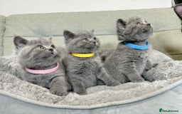 British Shorthair cats for sale: Chunky British Shorthair Blue Kittens 🐱💙 - Image 27