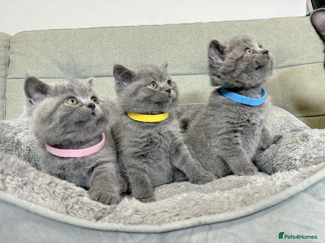 British Shorthair cats for sale: Chunky British Shorthair Blue Kittens 🐱💙 - Image 27