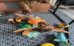 Cockapoo dogs for sale: Beautiful Red F1B Cockapoo puppies  - Image 21