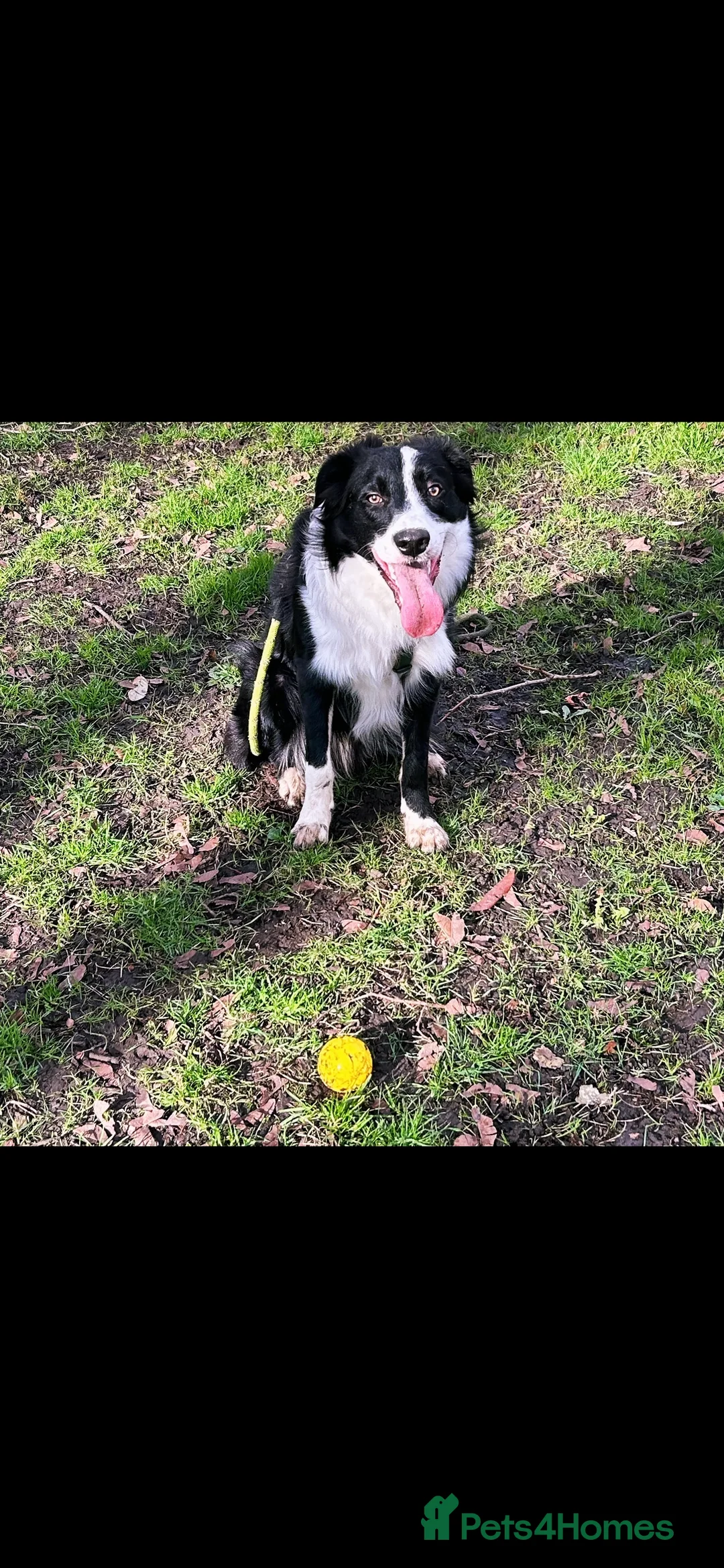 Border Collie dogs for stud: Beautiful Pedigree Stud Border Collie for breeding in Isleworth - Advert 17