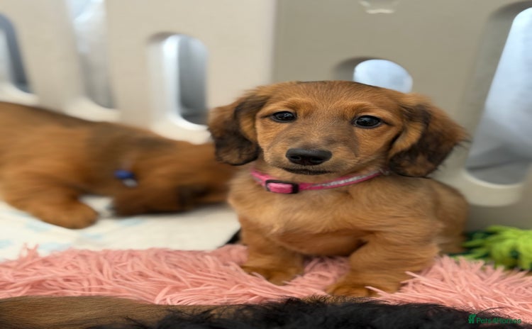 Miniature Dachshund dogs - Advert 3