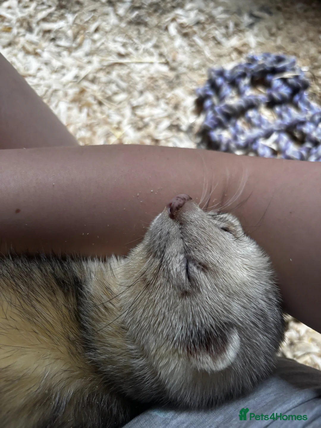 Ferret rodents for sale: hob for stud - Advert 2