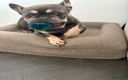 French Bulldog dogs for sale: French bulldog  - Image 2