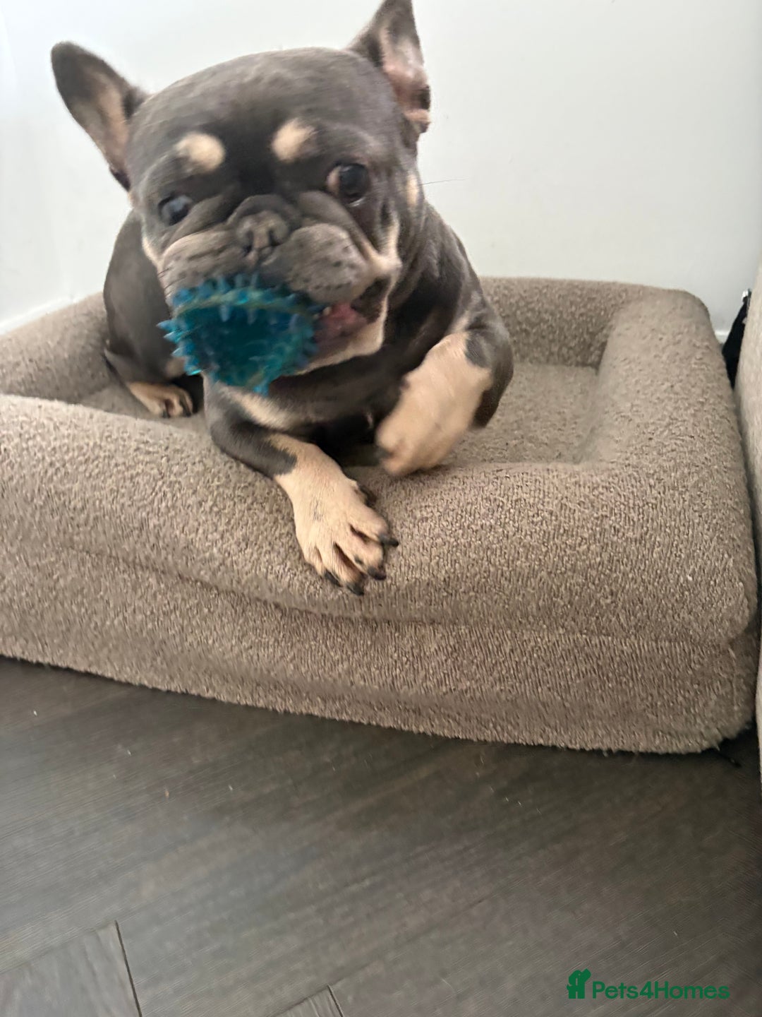 French Bulldog dogs for sale: French bulldog  - Image 2