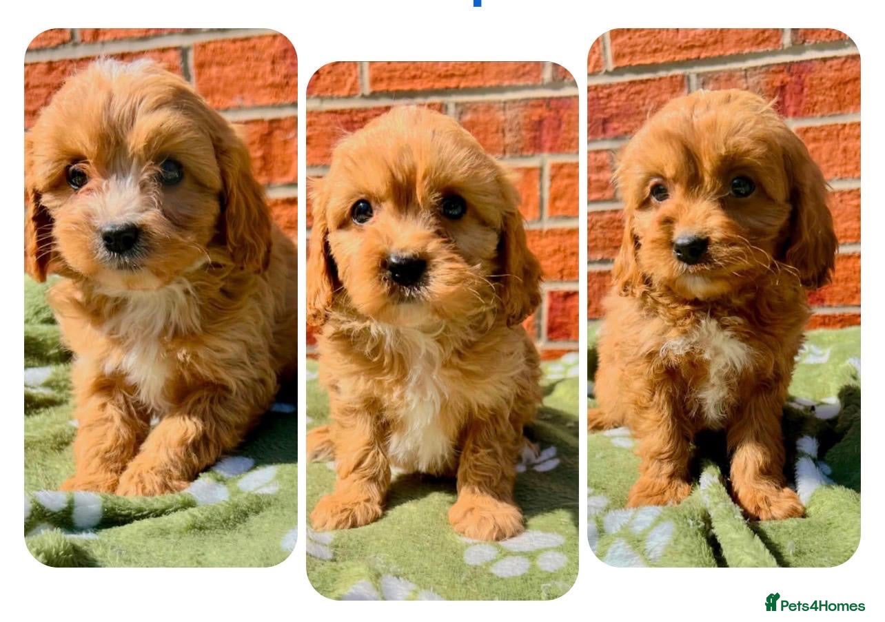 Cavapoo dogs Real life teddy bears  - Advert 1