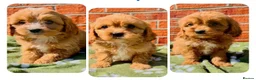 Cavapoo dogs for sale: Real life teddy bears  - Advert 1