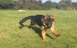 German Shepherd dogs for sale: 25 years experience breeding German Shepherds  - Image 5