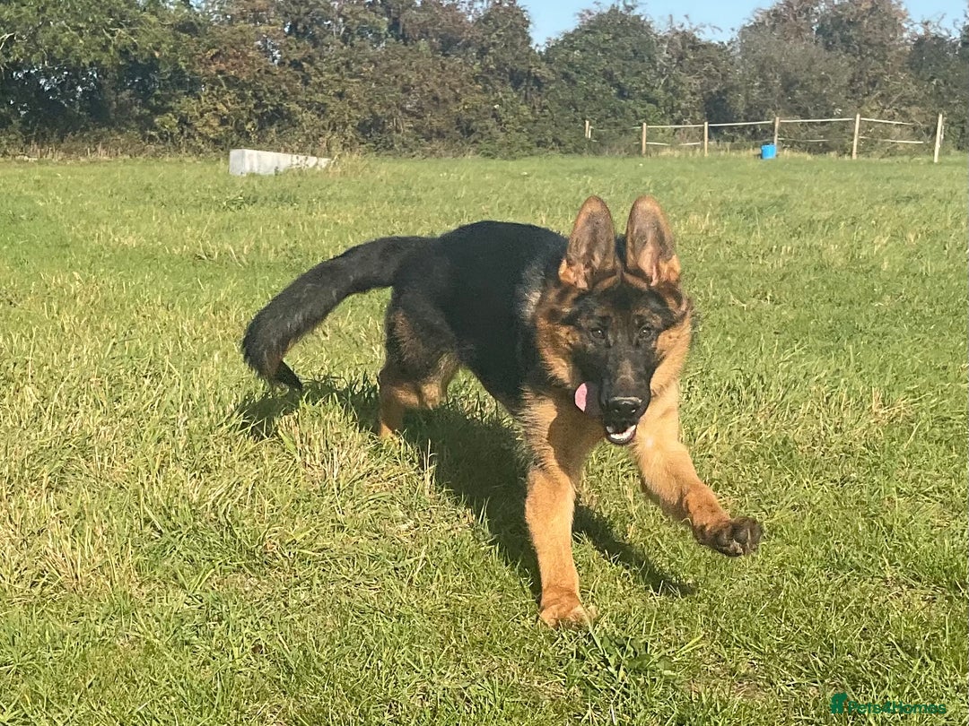 German Shepherd dogs for sale: 25 years experience breeding German Shepherds  - Image 5