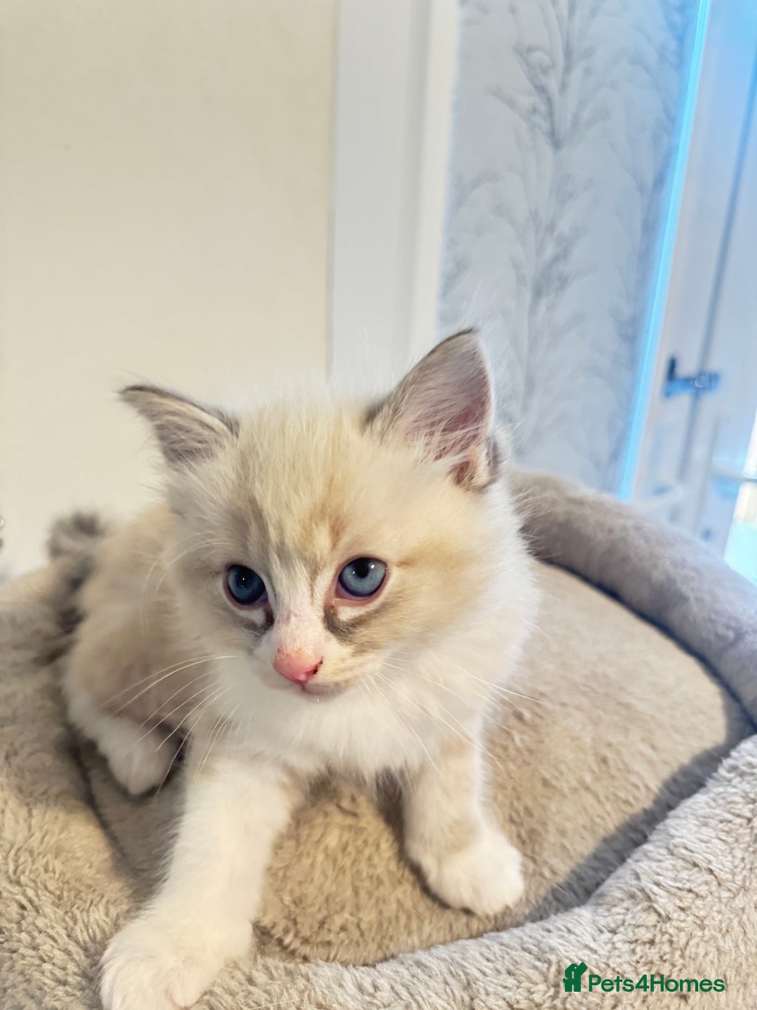 Ragdoll cats for sale: Beautiful Ragdoll Kittens - Advert 8