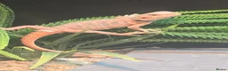 Bearded Dragon reptiles for sale: 2 Bearded dragon  - Advert 5
