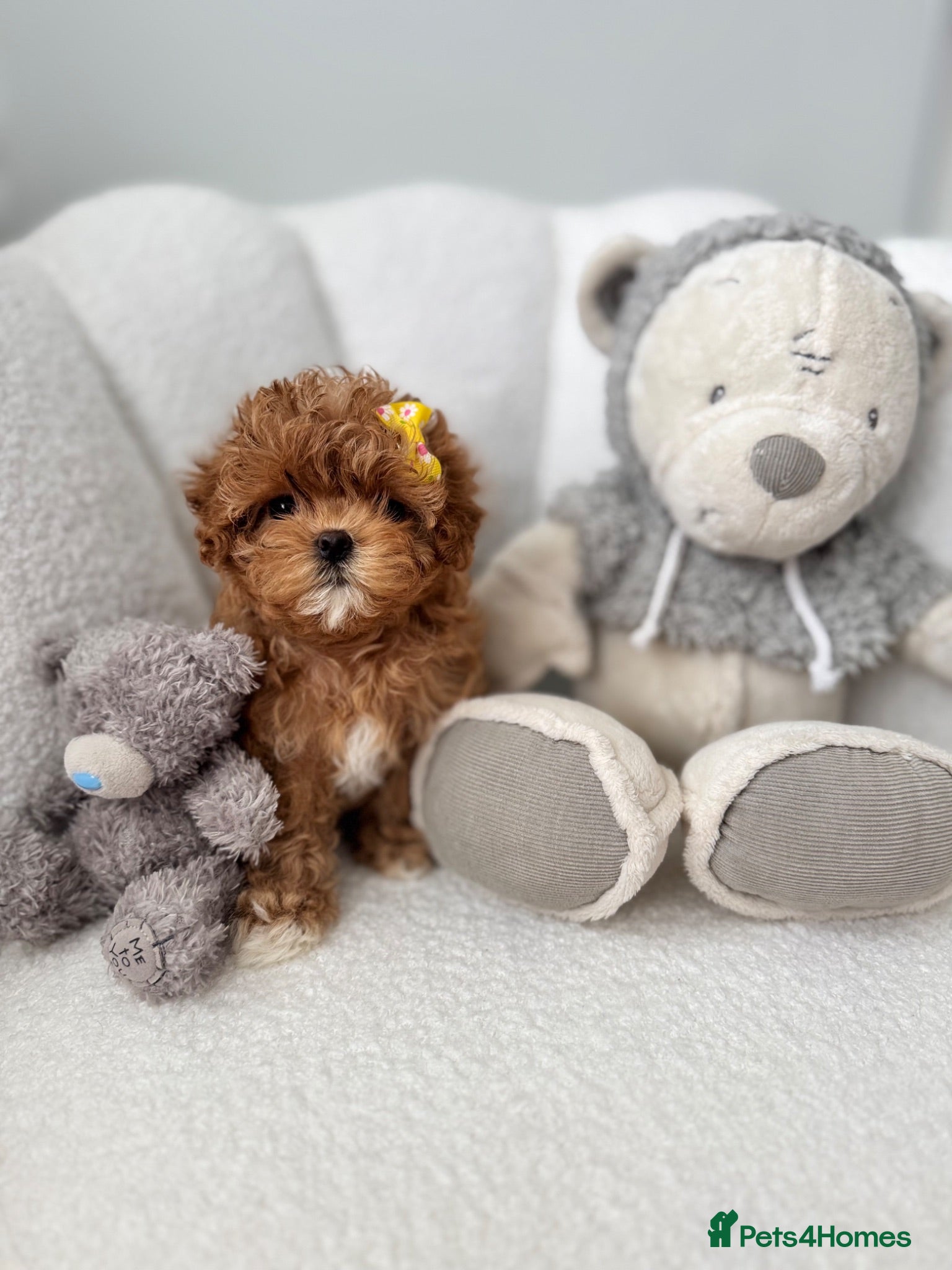 Maltipoo dogs 🧸True Tiny Asian Maltipoo Puppies DNA Clear🧸 - Advert 1