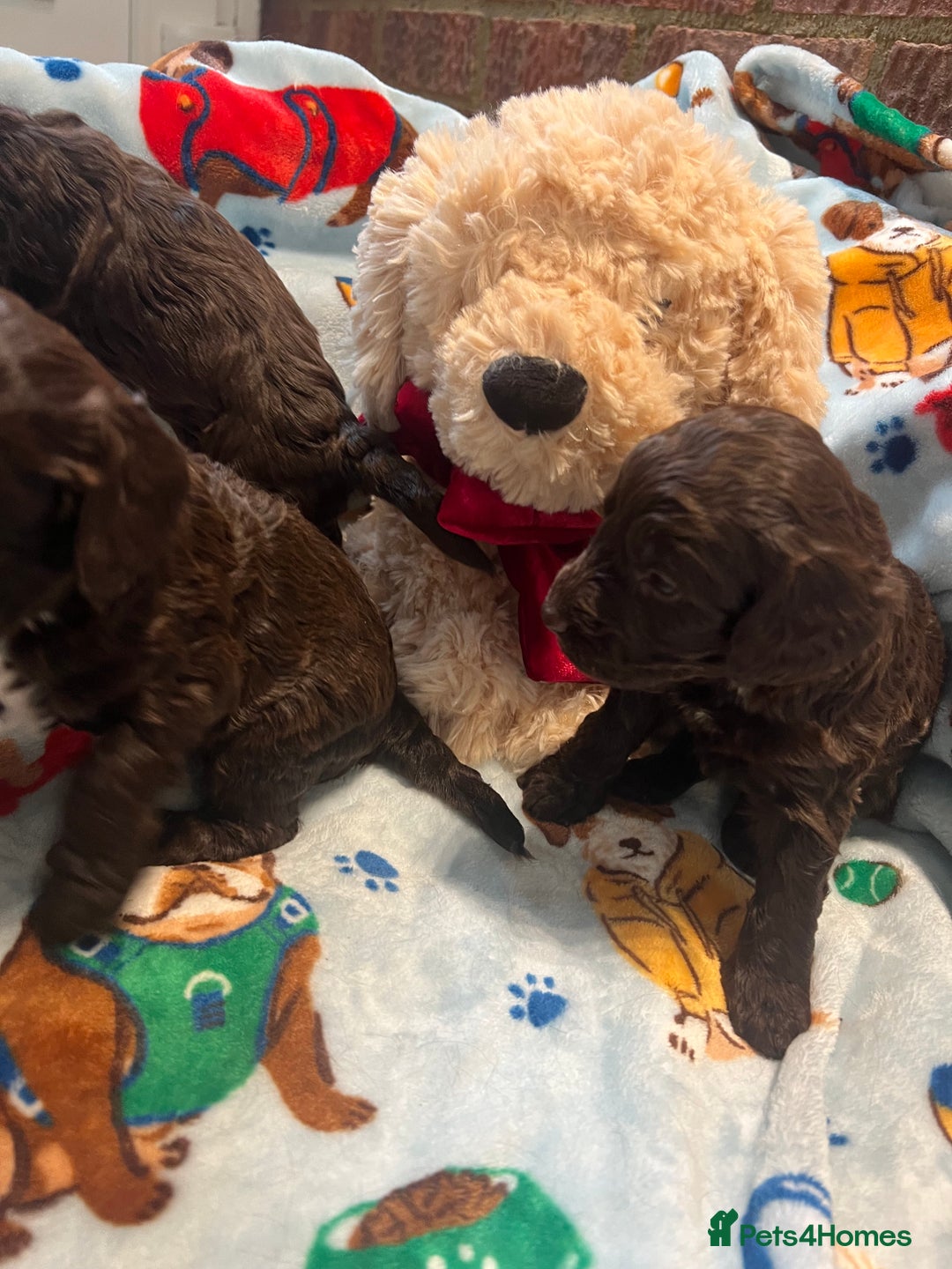 Cockapoo dogs for sale: Exceptional F1 Cockapoo puppies  - Advert 20