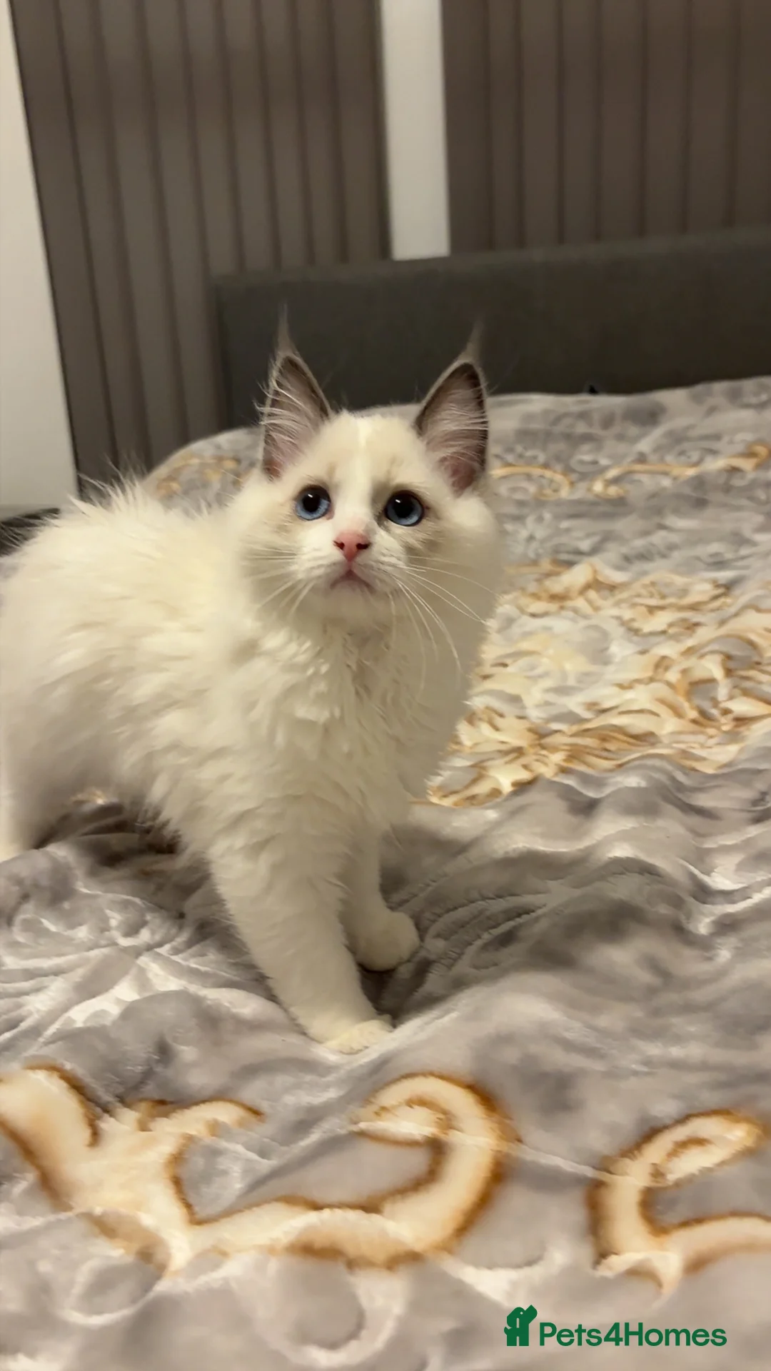 Ragdoll cats for sale: White Female Ragdoll for sale - Advert 6