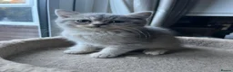 British Shorthair cats for sale: Gorgeous Gccf British  Longhairs  - Advert 10