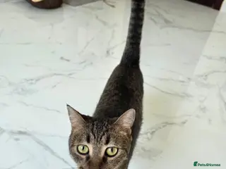 Domestic Shorthair cats Elvis - Advert 14