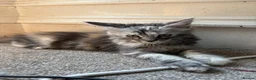 Maine Coon cats for sale: Beautiful Pedigree Maine Coon Kittens  - Advert 9