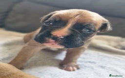 Boxer dogs for sale: Chunky boxer puppies - Image 4