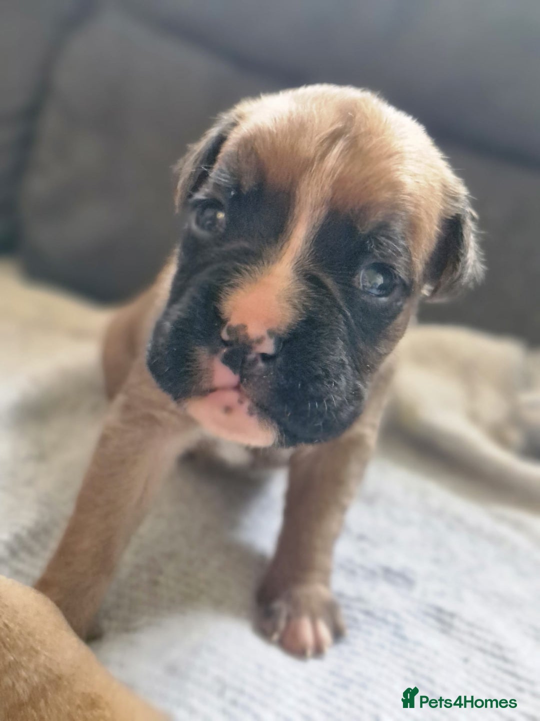 Boxer dogs for sale: Chunky boxer puppies - Image 4