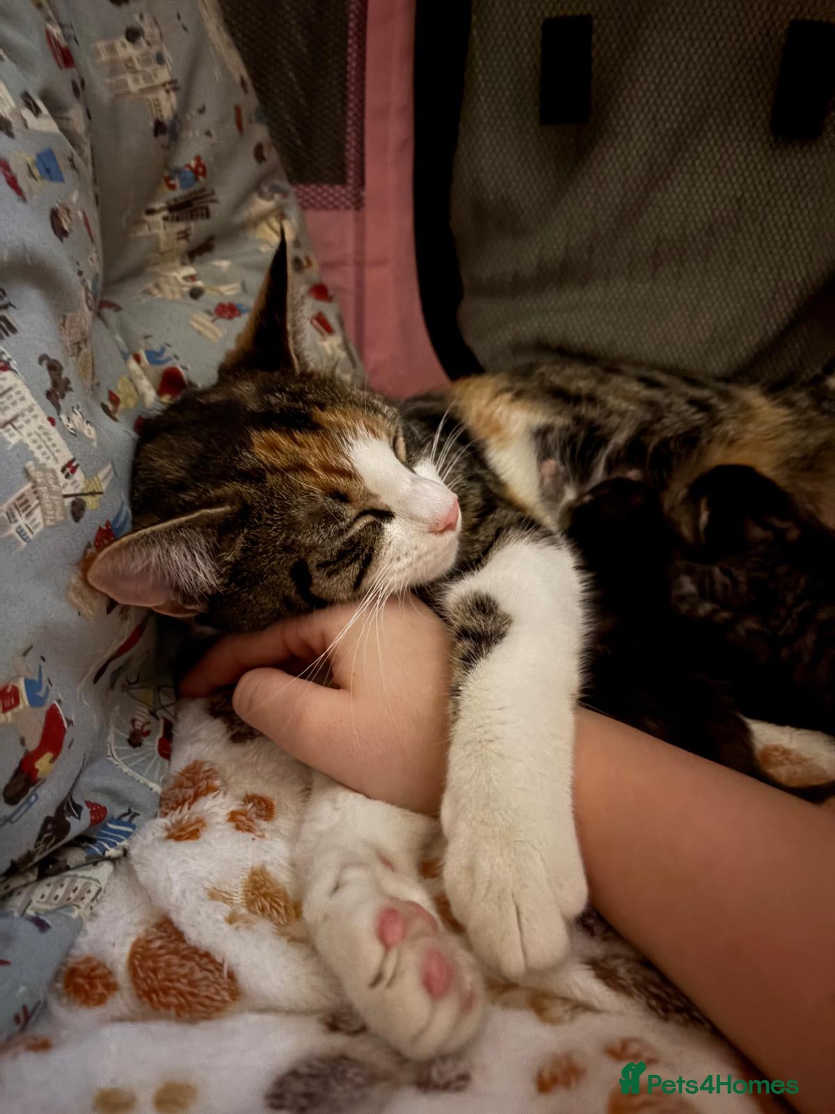 Mixed Breed cats Kittens - Advert 3