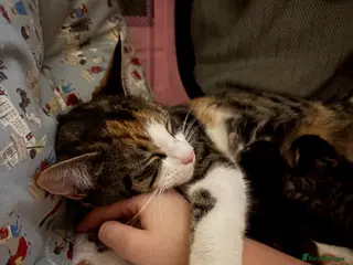 Mixed Breed cats Kittens - Advert 3