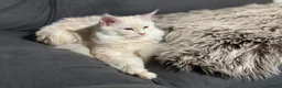 Mixed Breed cats for sale: 5 Maine Coon Mixed-Breed – 2 Boys & 3 Girls - Advert 9