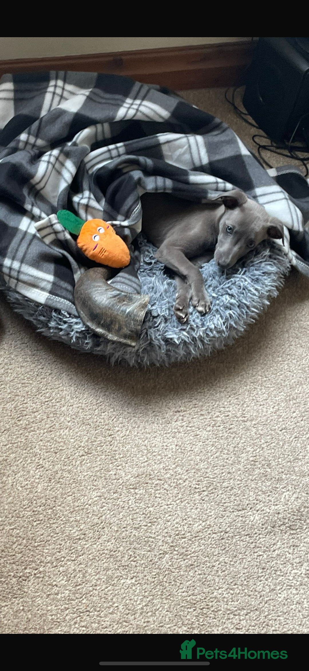Whippet dogs for sale: Whippet x Italian Greyhound Puppies in Accrington - Image 39