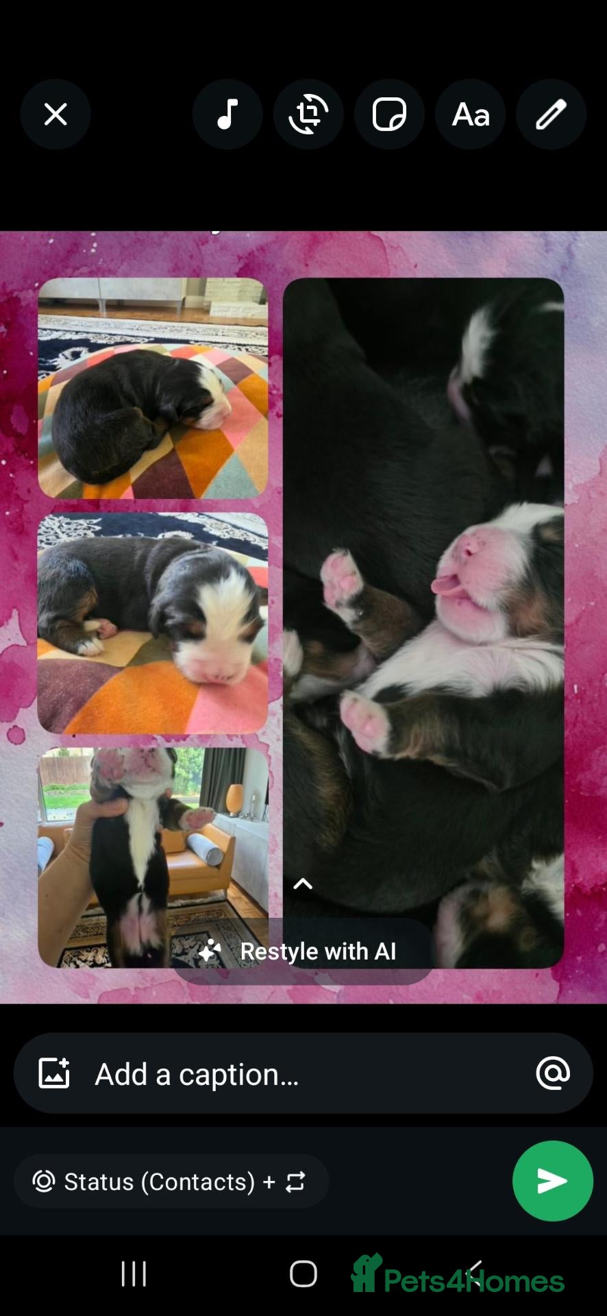 Bernese Mountain Dog dogs 🐾 Seven Beautiful Bernese Mountain Dog Puppies. - Advert 2