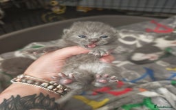 British Shorthair cats for sale: British shorthair 1 male left!!  in Crewe - Image 6