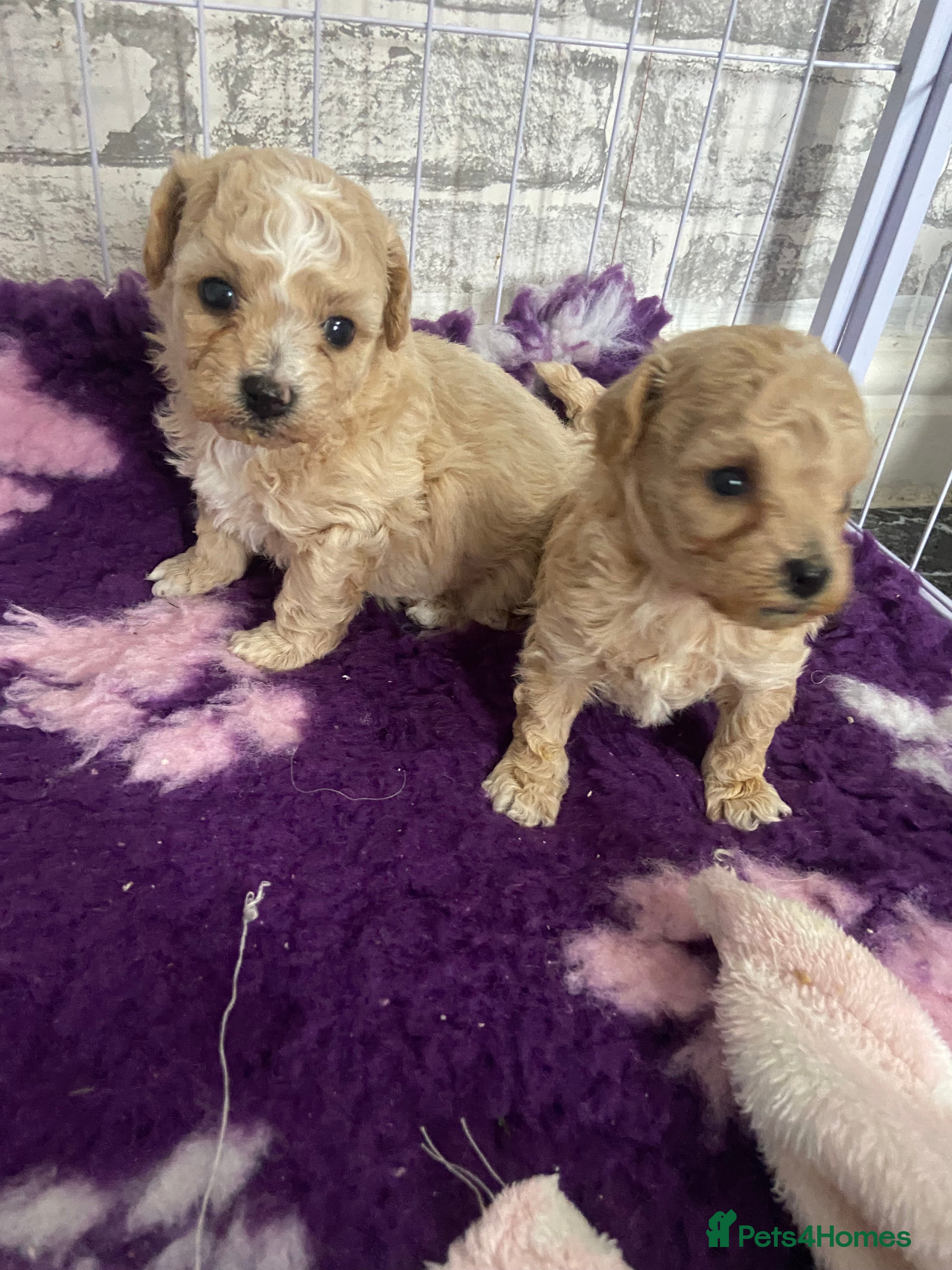 Poochon dogs F1 Tiny poochons,champion bloodline parents  - Advert 6