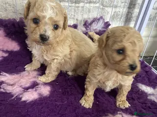 Poochon dogs F1 Tiny poochons,champion bloodline parents - Advert 6