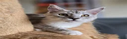 Maine Coon cats for sale: Ready now Silver with white Maine Coon kittens - Advert 3