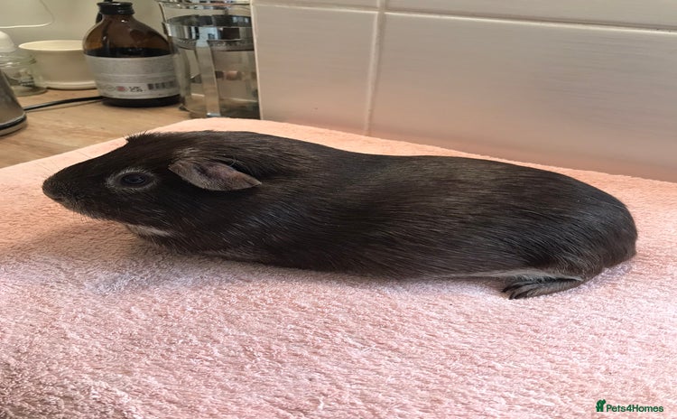Guinea Pig rodents - Advert 6