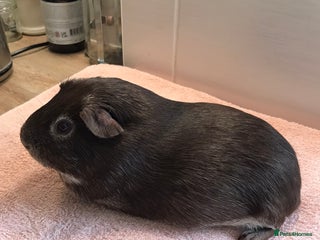 Guinea Pig rodents - Advert 9