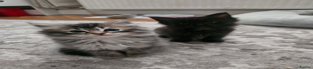 Ragcoon Kitten 6