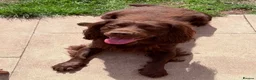 Sprocker dogs for stud: Sprocker for stud - Advert 1