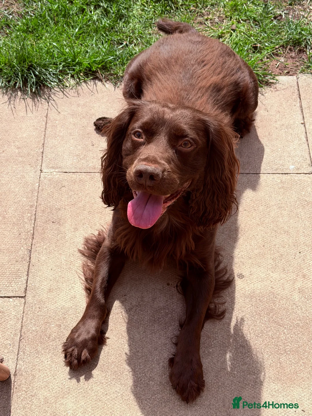 Sprocker dogs for stud: Sprocker for stud - Advert 1