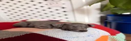 Whippet dogs for sale: Luna: 9-week-old female puppy in London - Advert 3