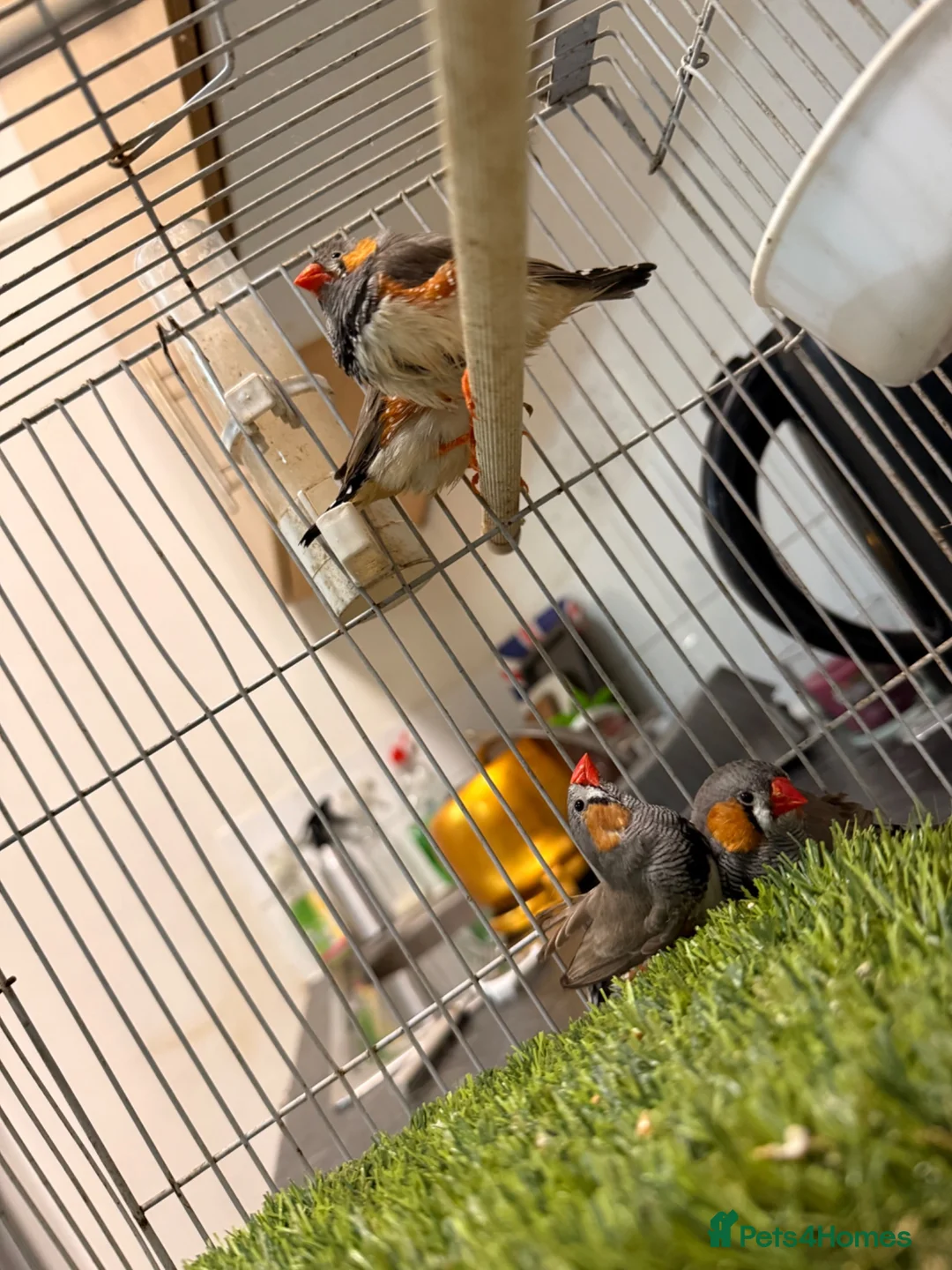 Finches birds for sale: Fangs - Advert 5