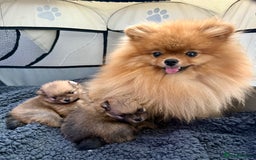 Pomeranian dogs for sale: Pomeranian Girl . Ready to go new home  - Image 12