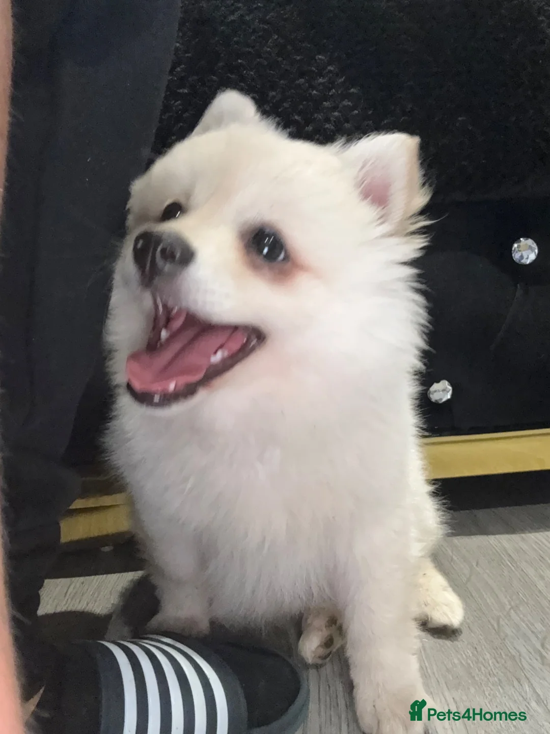 Pomeranian dogs for sale: puppy Pomeranian in Enfield - Advert 1