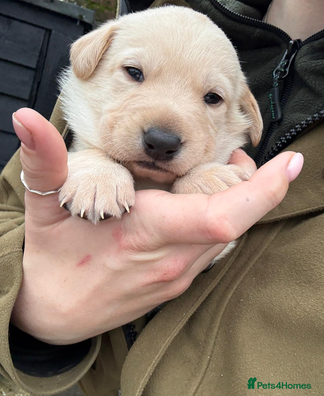 Mixed Breed dogs Gsd x labs - Advert 1