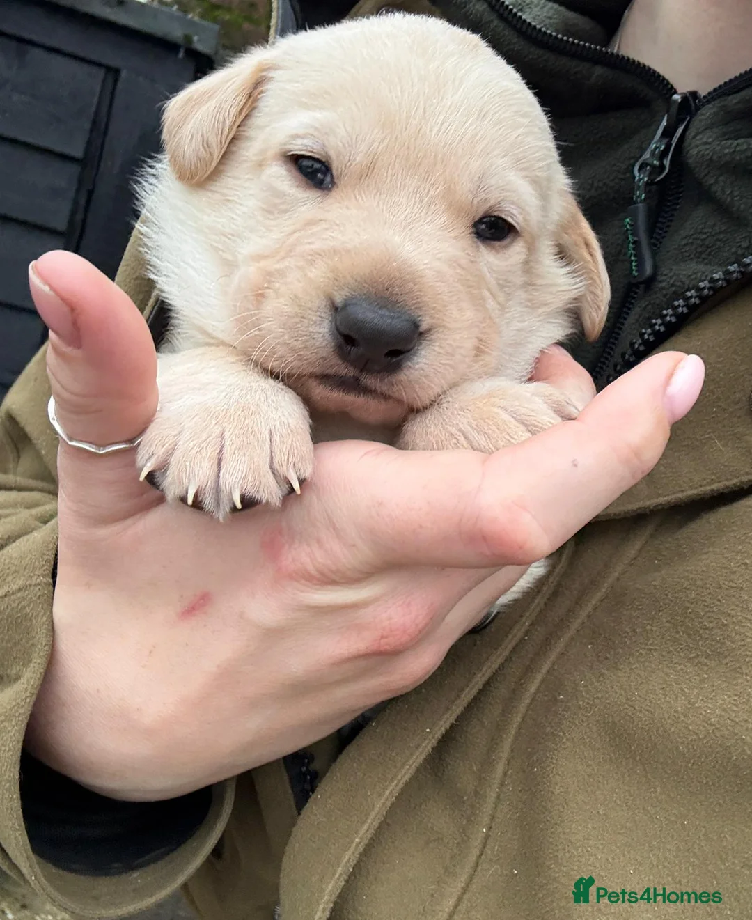 Mixed Breed dogs for sale: Gsd x labs - Advert 1