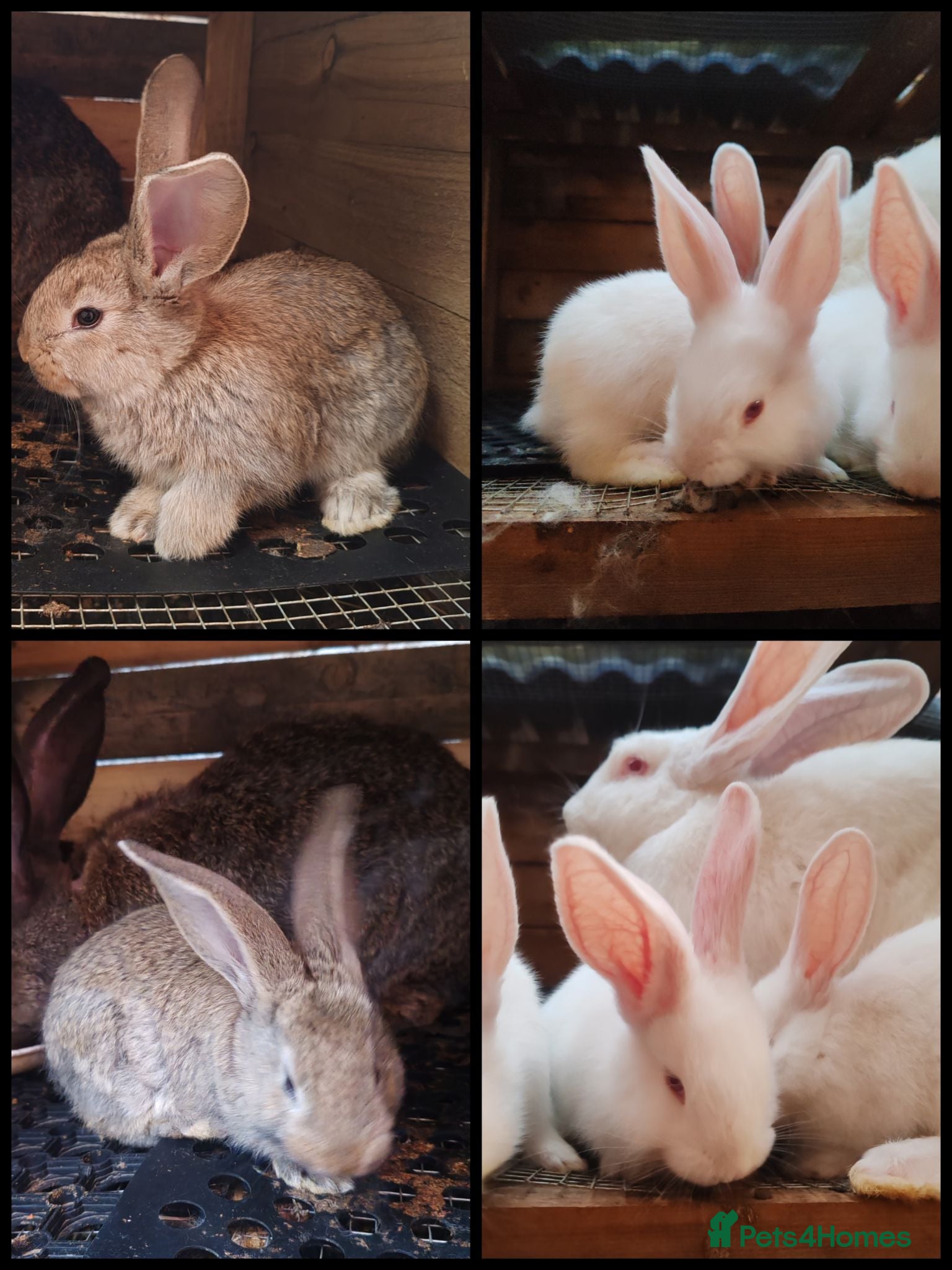 Continental Giant rabbits Continental giant babies  - Advert 1