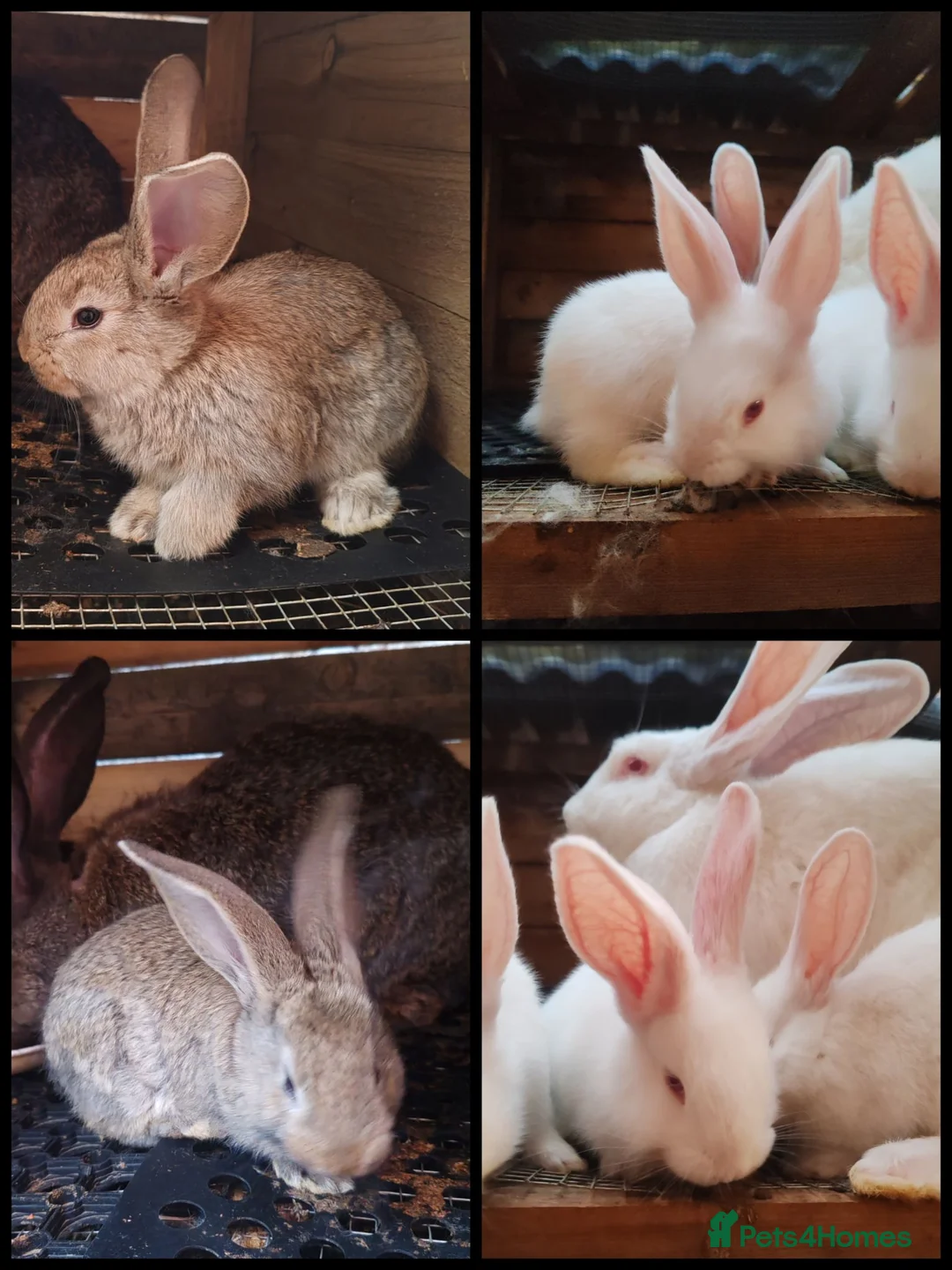 Continental Giant rabbits for sale: Continental giant babies  - Advert 1