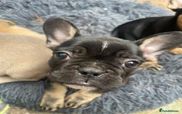 French Bulldog dogs for sale: French bulldog - Image 15