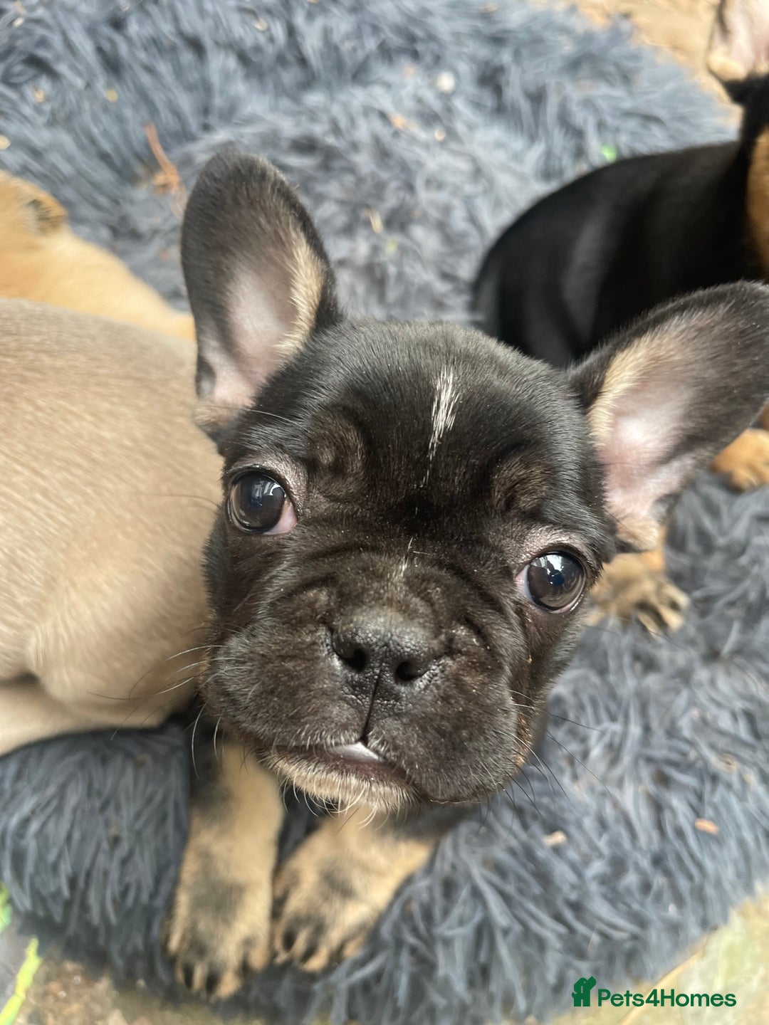 French Bulldog dogs for sale: French bulldog - Image 15