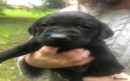 Labrador Retriever dogs for sale: Labrador puppies for sale - Image 9