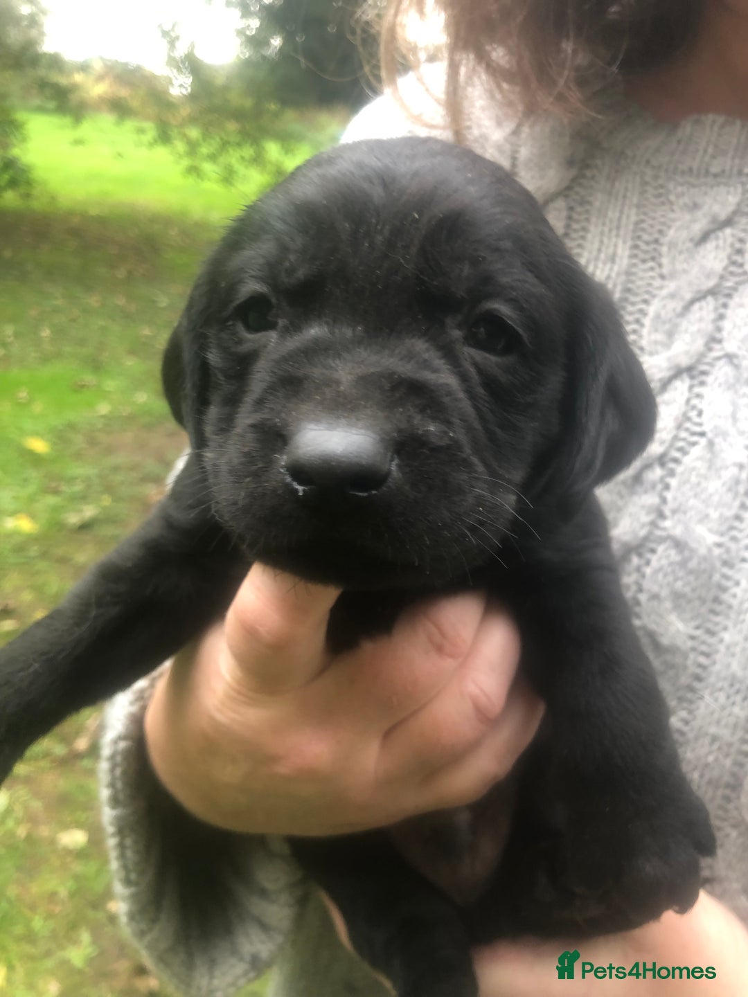 Labrador Retriever dogs for sale: Labrador puppies for sale - Image 9